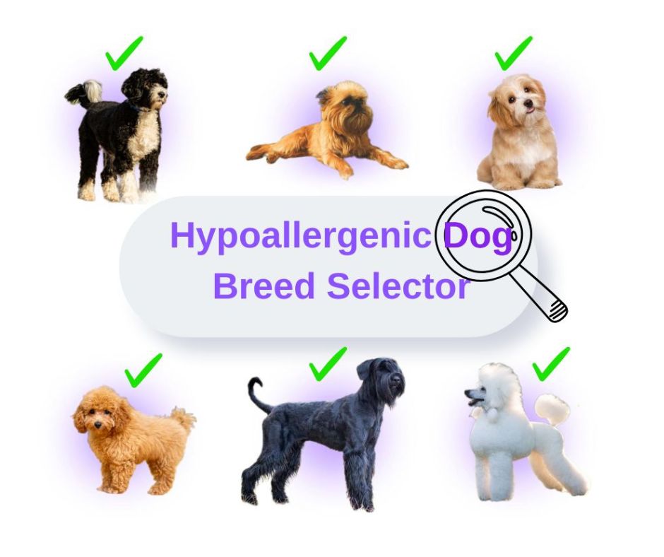 Find Your Perfect Hypoallergenic Dog - Interactive Breed Selector Tool
