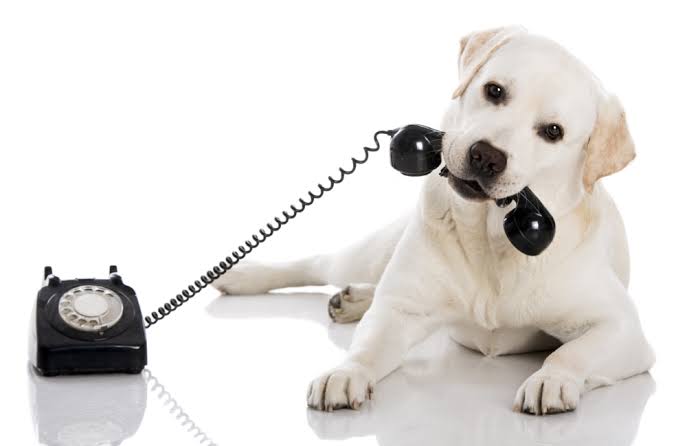 Friendly dog ready to help with your hypoallergenic breed questions