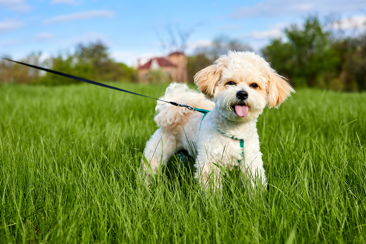 Maltipoo on leash in grass