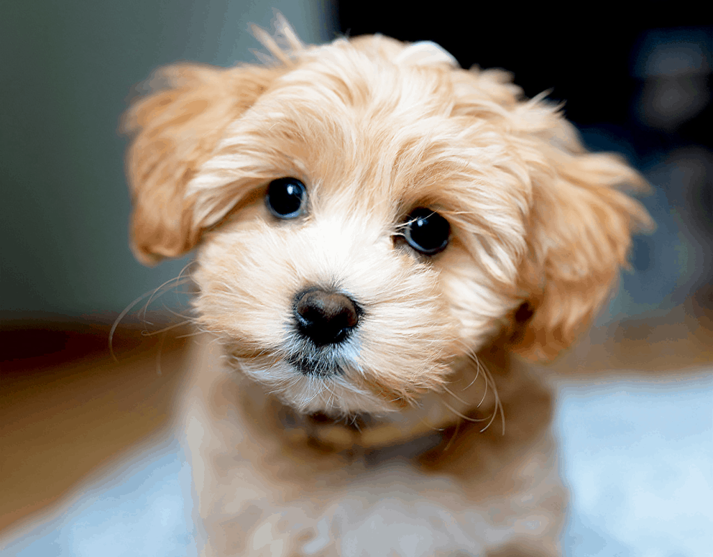 Maltipoo face closeup
