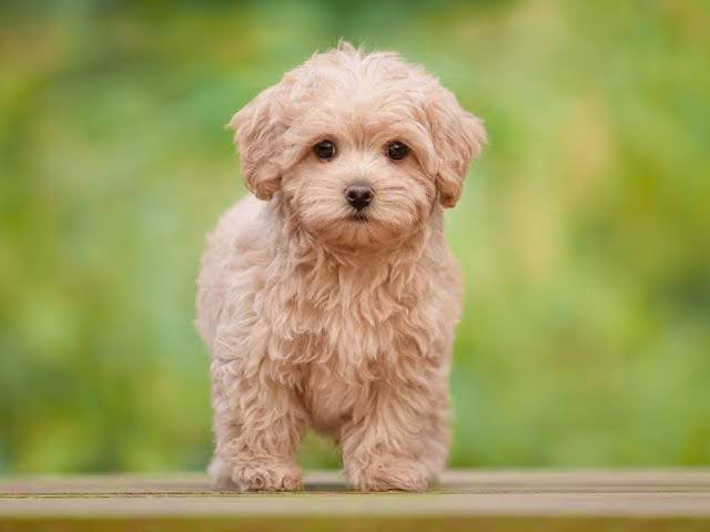 Maltipoo puppy outdoors