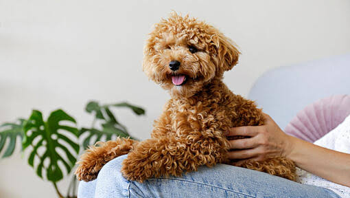 Maltipoo being held indoors
