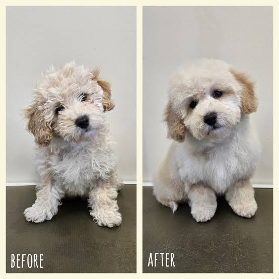 Maltipoo grooming before and after