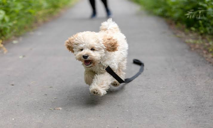 Maltipoo running happily on road