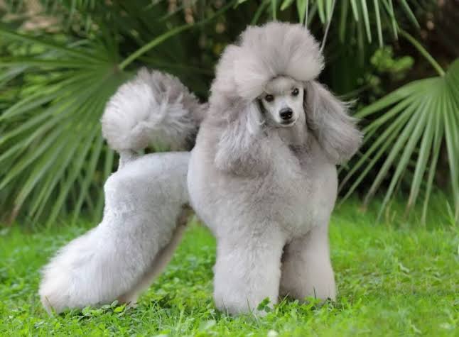 Silver Standard Poodle with professional show cut