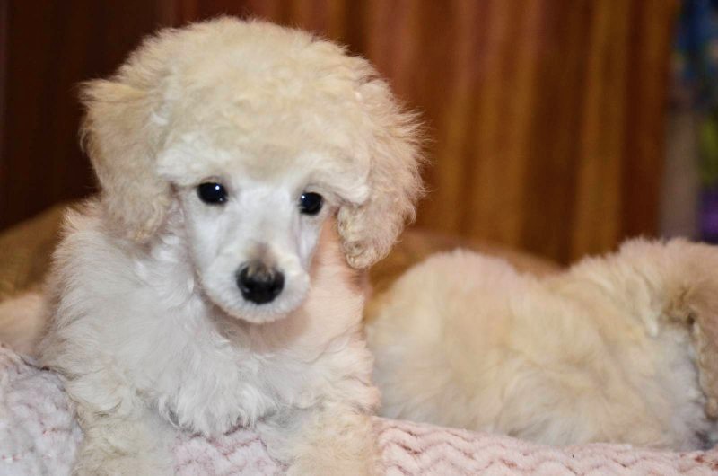 Toy Poodle close-up portrait