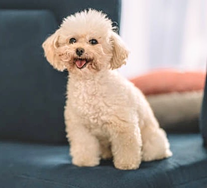 Well-groomed white Toy Poodle sitting