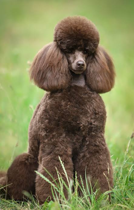 Brown Standard Poodle portrait