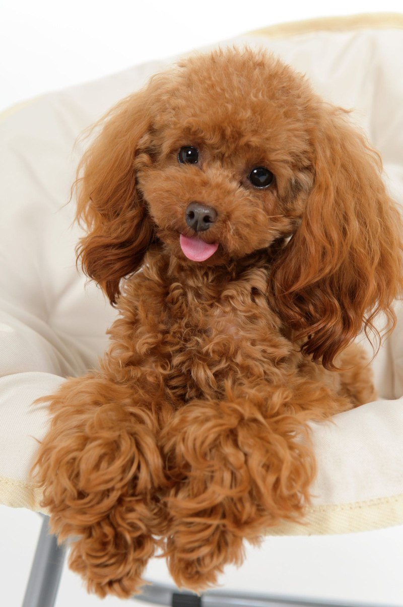 Miniature Poodle puppy with curly coat