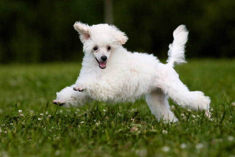 Toy Poodle running outdoors