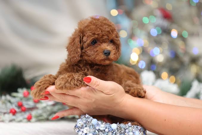 Toy Poodle puppy being held in hands