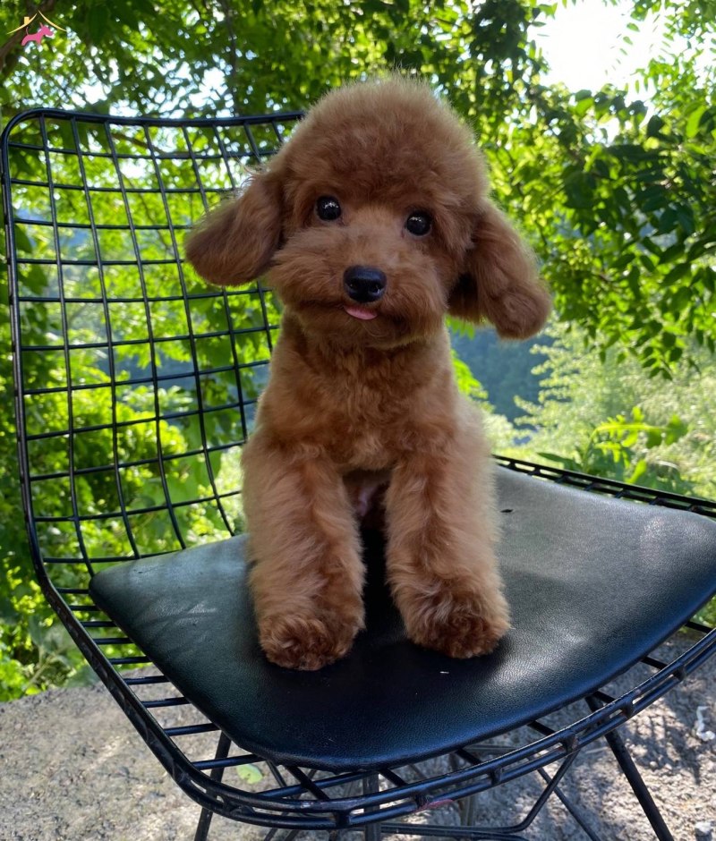 Miniature Poodle sitting indoors