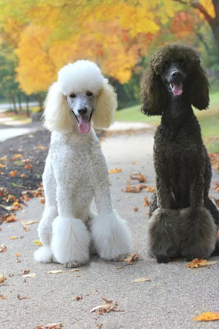 Two Standard Poodles, white and black, playing together