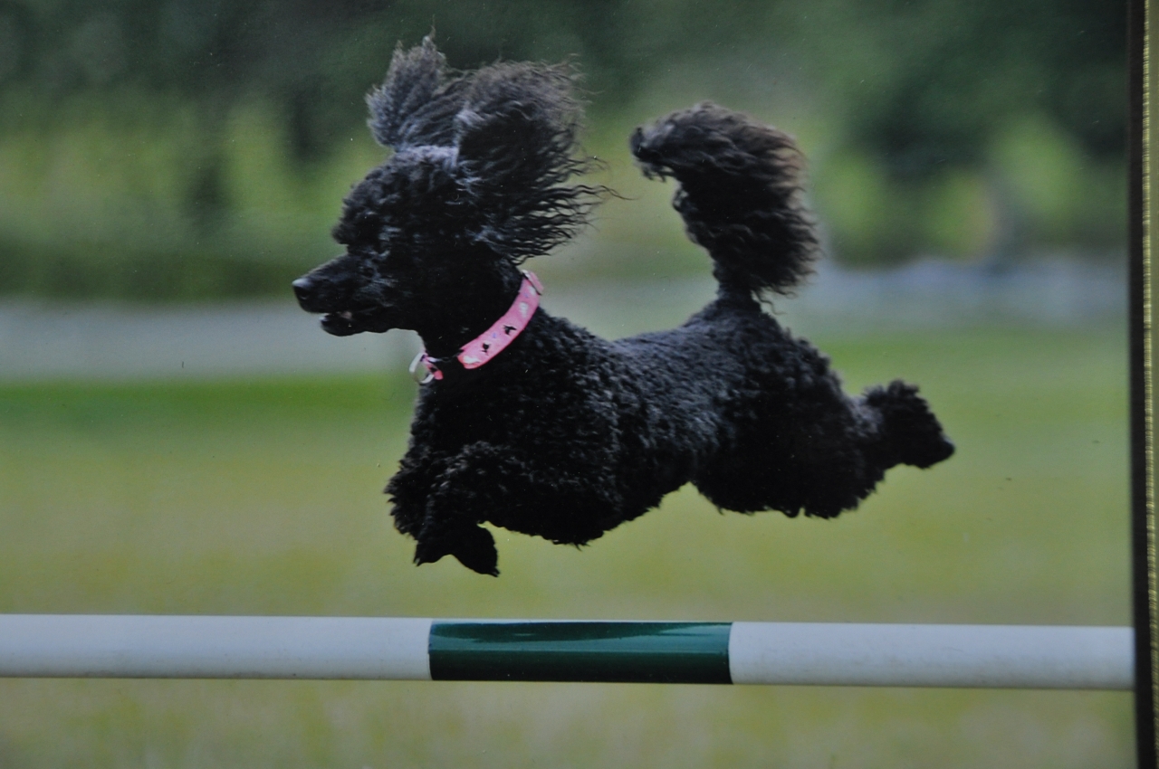 Standard Poodle doing agility