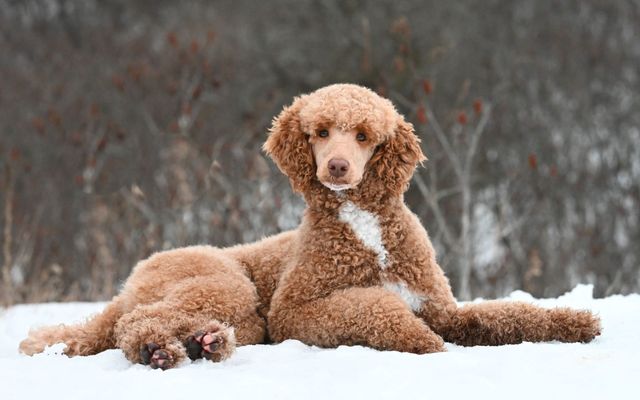 Standard Poodle in snow