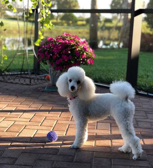 Toy Poodle playing with purple ball
