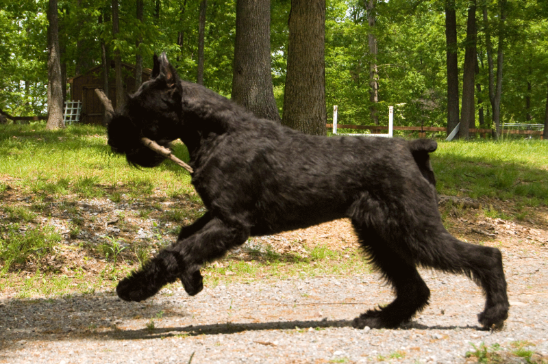 Giant Schnauzer running with stick