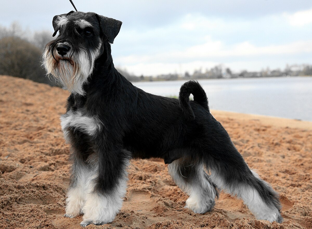 Miniature Schnauzer at beach
