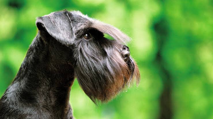 Schnauzer close-up profile