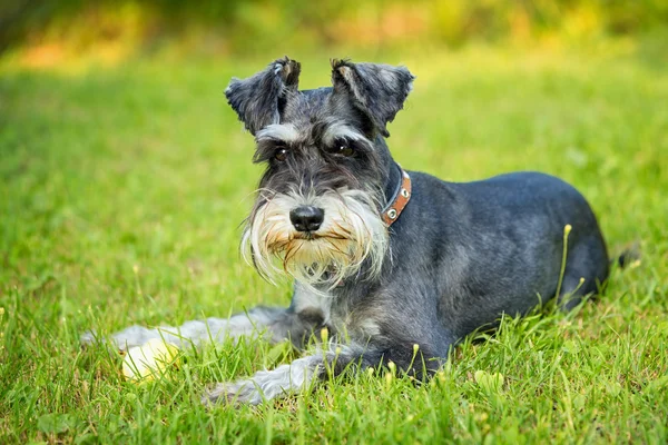 Miniature Schnauzer lying on grass