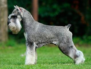 Are Schnauzers Hypoallergenic? Yes, here's why