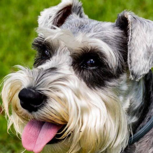 Standard Schnauzer close-up