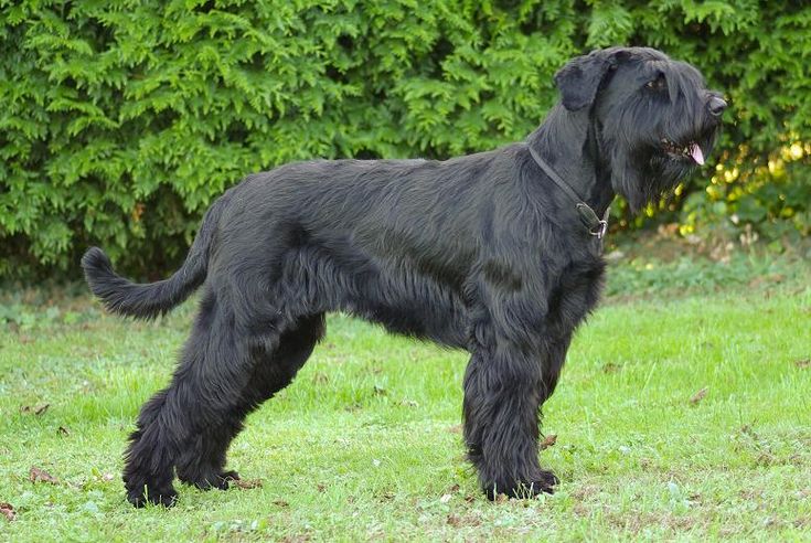 Giant Schnauzer full size black