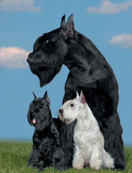 Giant Schnauzer with puppies