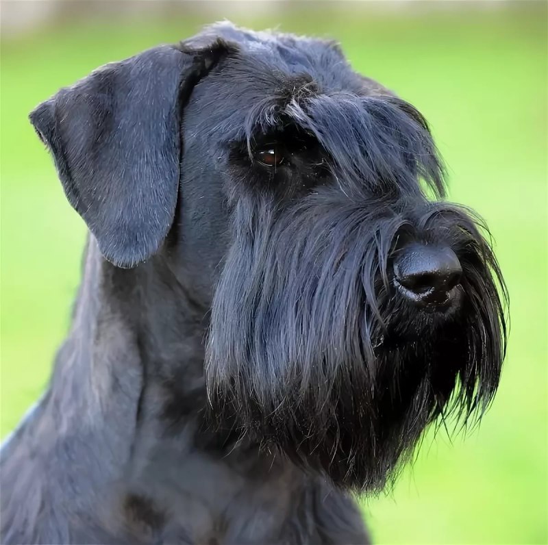 Giant Schnauzer close-up face