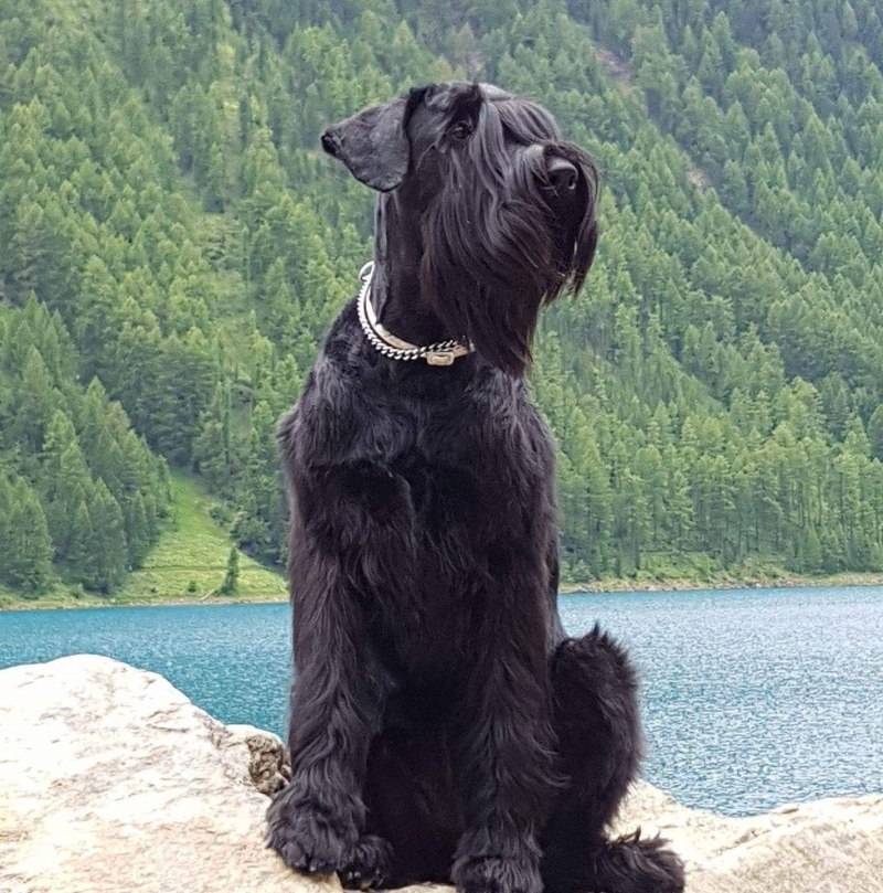 Giant Schnauzer sitting by lake