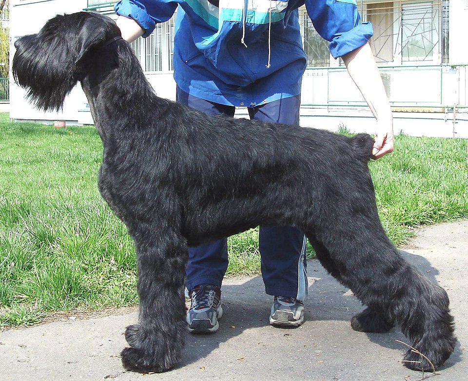 Giant Schnauzer