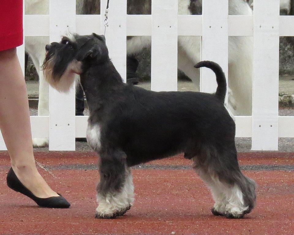 Miniature Schnauzer