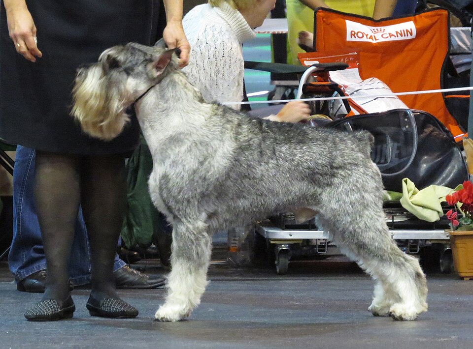 Standard Schnauzer