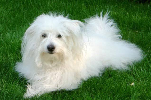 Coton de Tulear