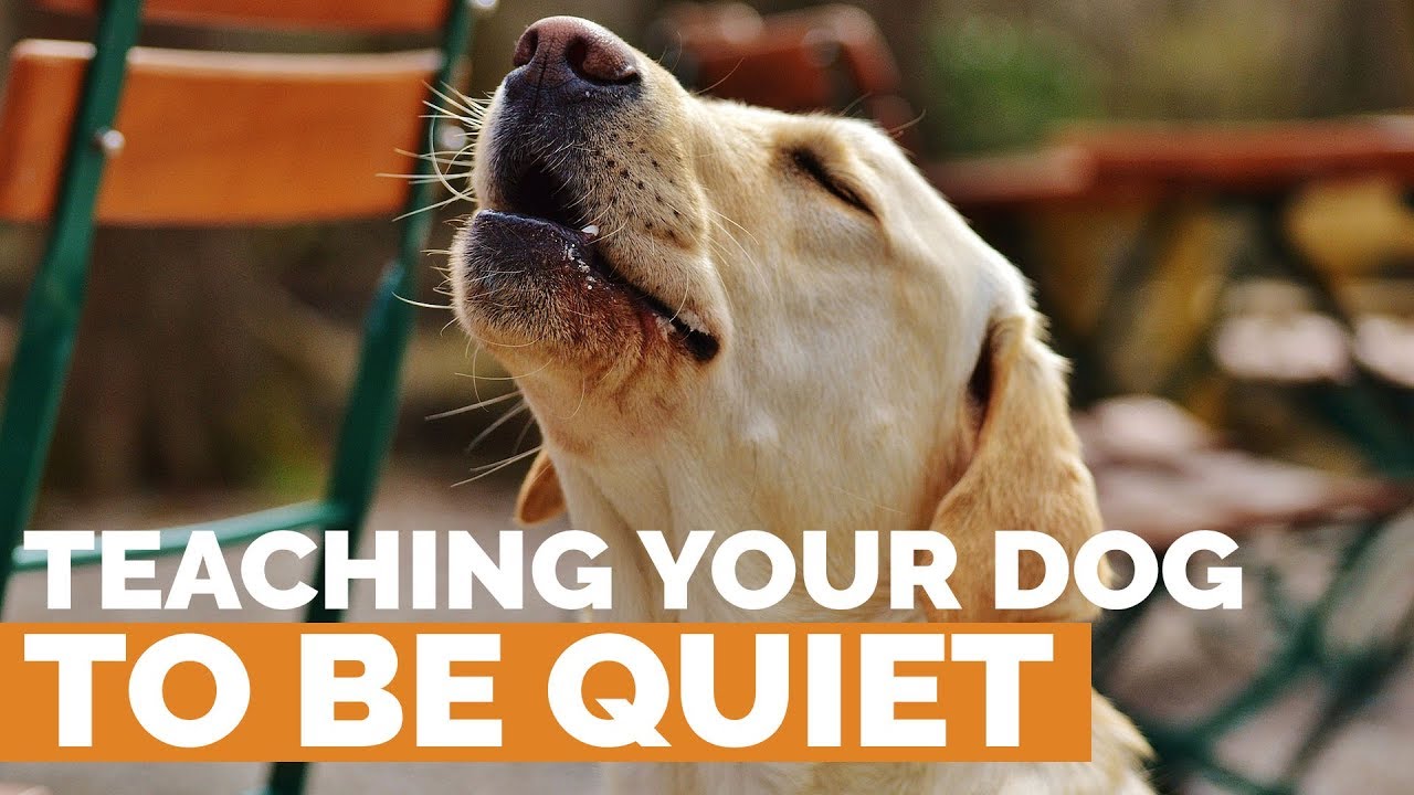 Training a dog to be quiet