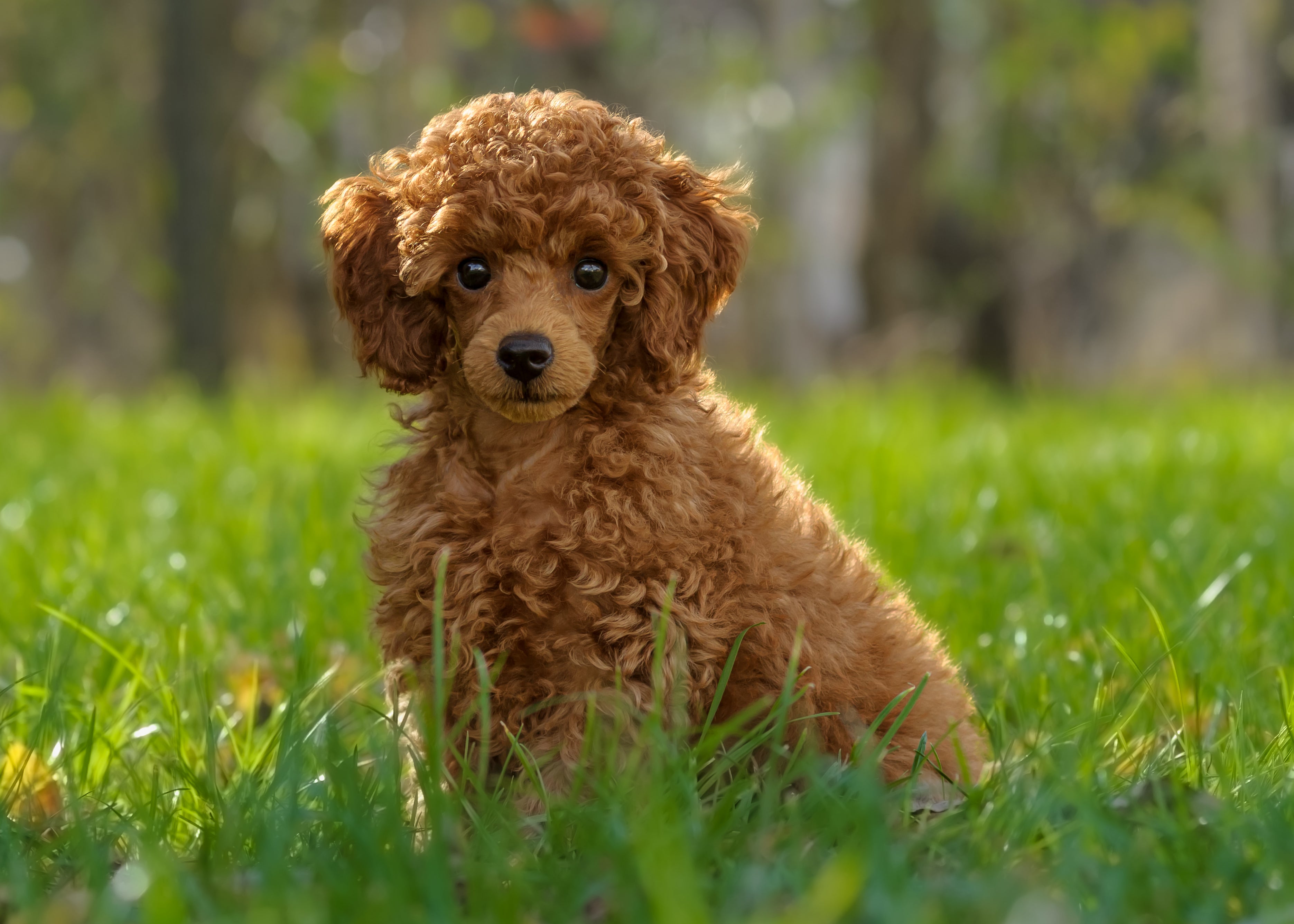 Miniature Poodle