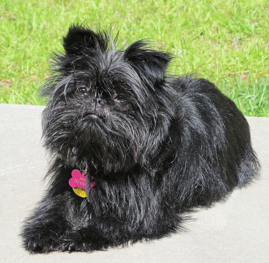 Affenpinscher dog