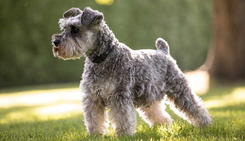 Miniature Schnauzer