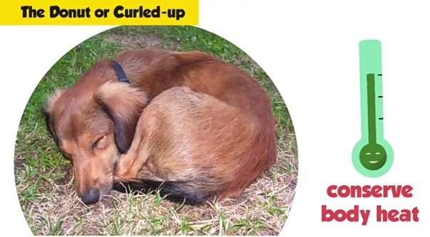 Dog curled in donut position on grass demonstrating heat conservation