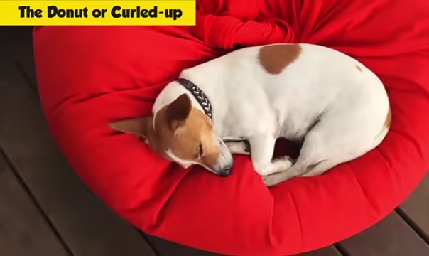 Jack Russell in curled donut position