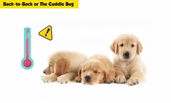 Golden retriever puppies sleeping together showing natural bonding behavior
