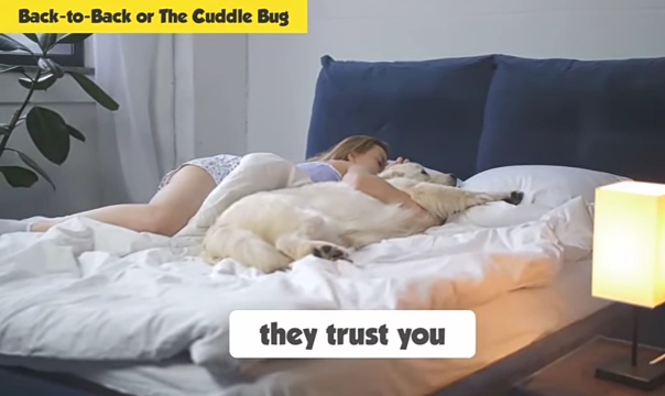White dog sleeping next to owner in bed showing deep trust