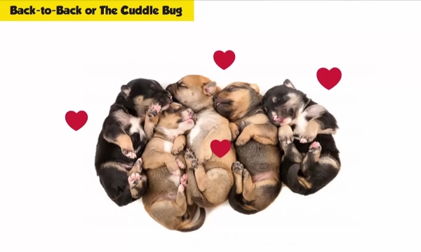 Puppies sleeping back to back in pile