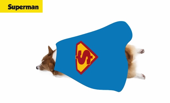 Corgi in superman sleeping position