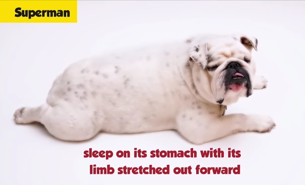 English Bulldog in Superman position with limbs stretched forward