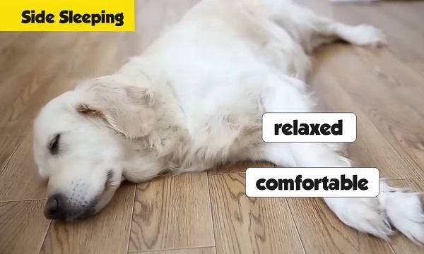 White dog sleeping peacefully on side on wooden floor
