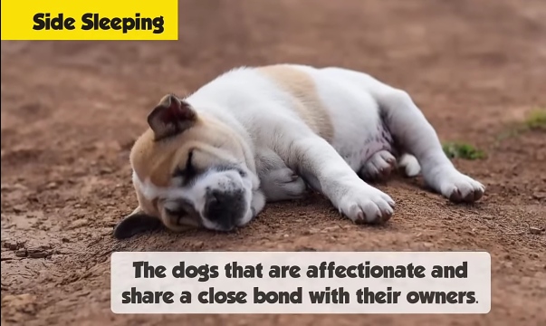 White dog sleeping peacefully on side showing complete relaxation