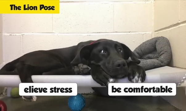 Black Labrador in lion pose on couch ready to respond quickly