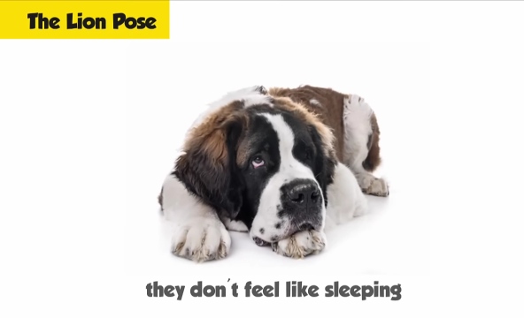 Saint Bernard in lion pose position