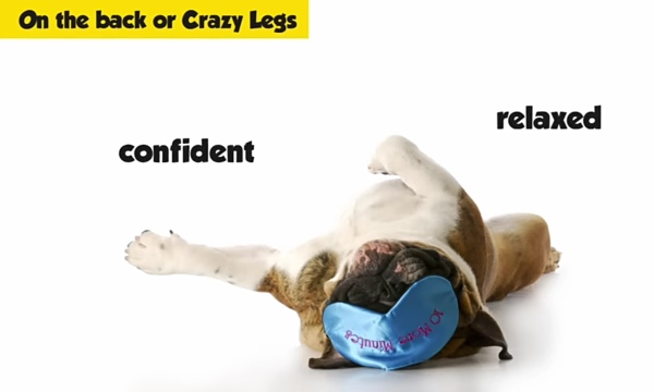 Dog sleeping on back with legs up